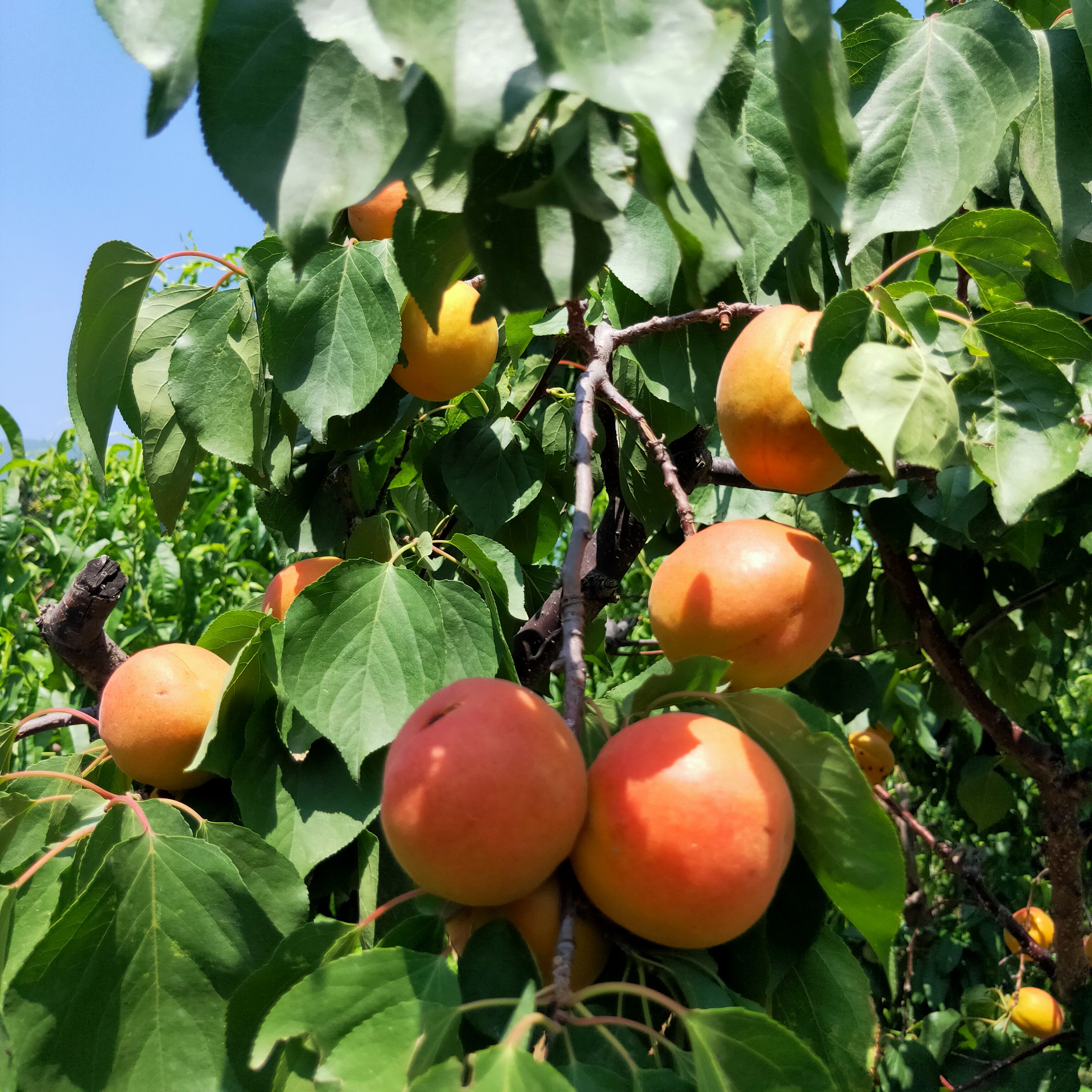 “玉巴达”杏：岂能错过的昔日...
