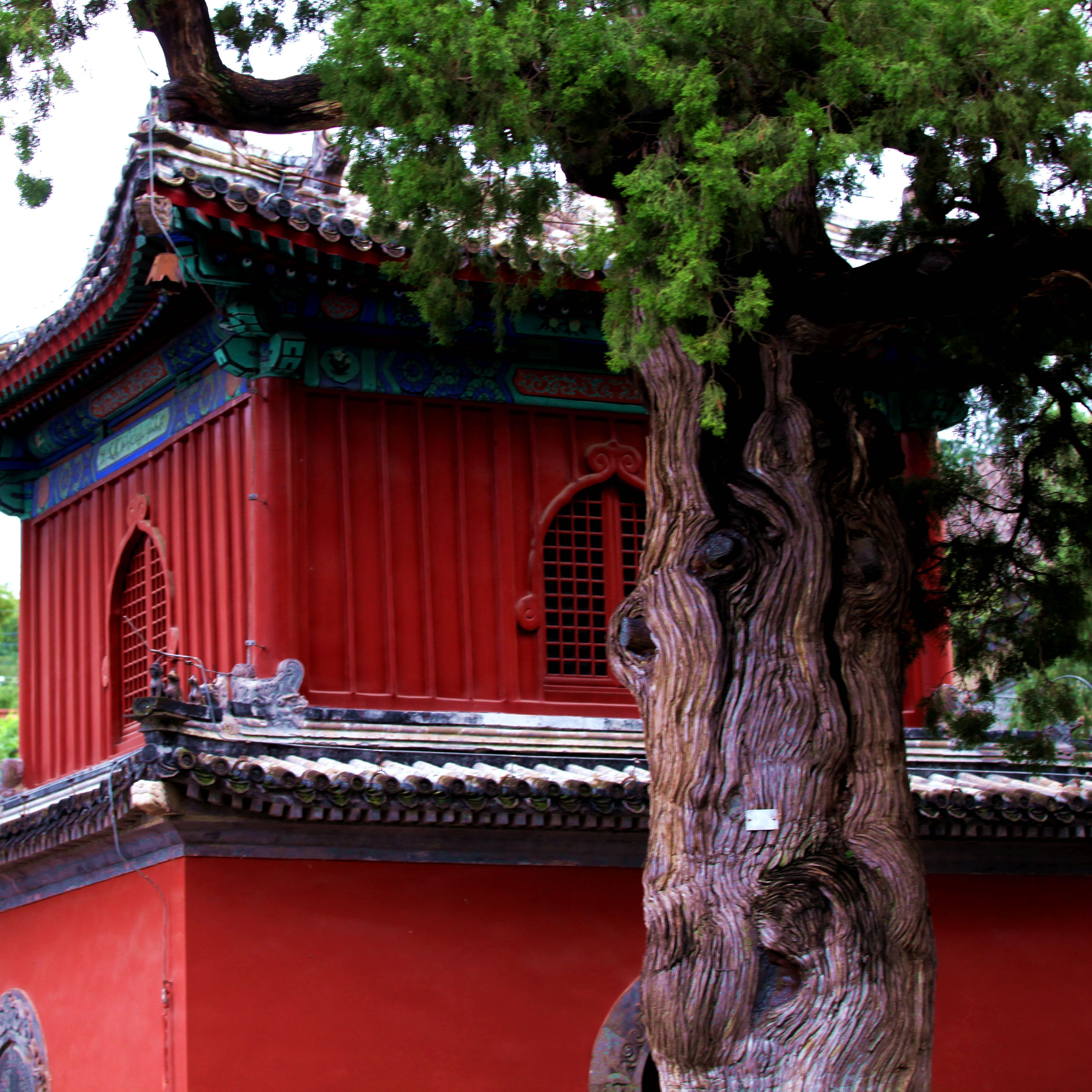 尘封往事：常修奋力护古树 大觉...