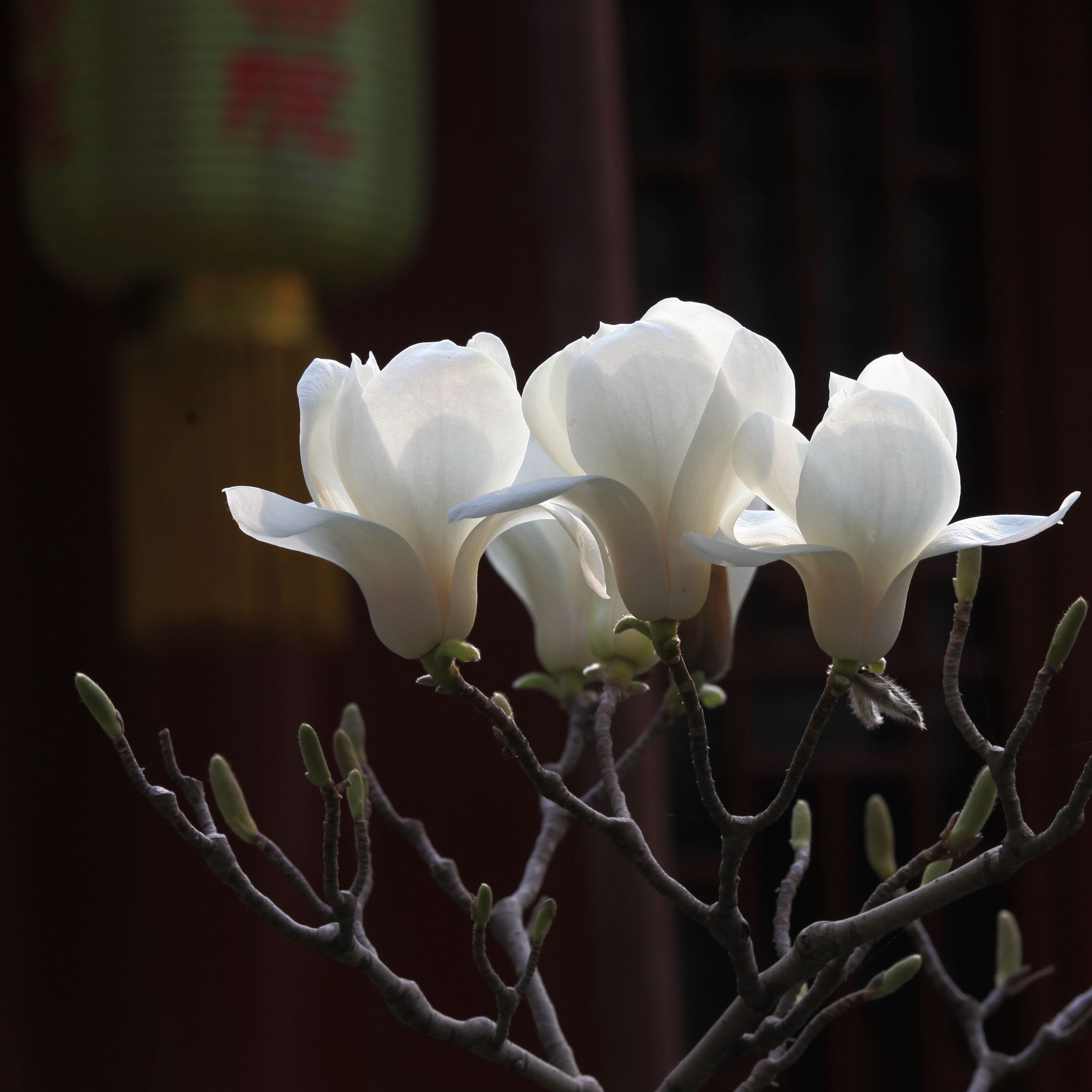 大觉寺照片 (147)