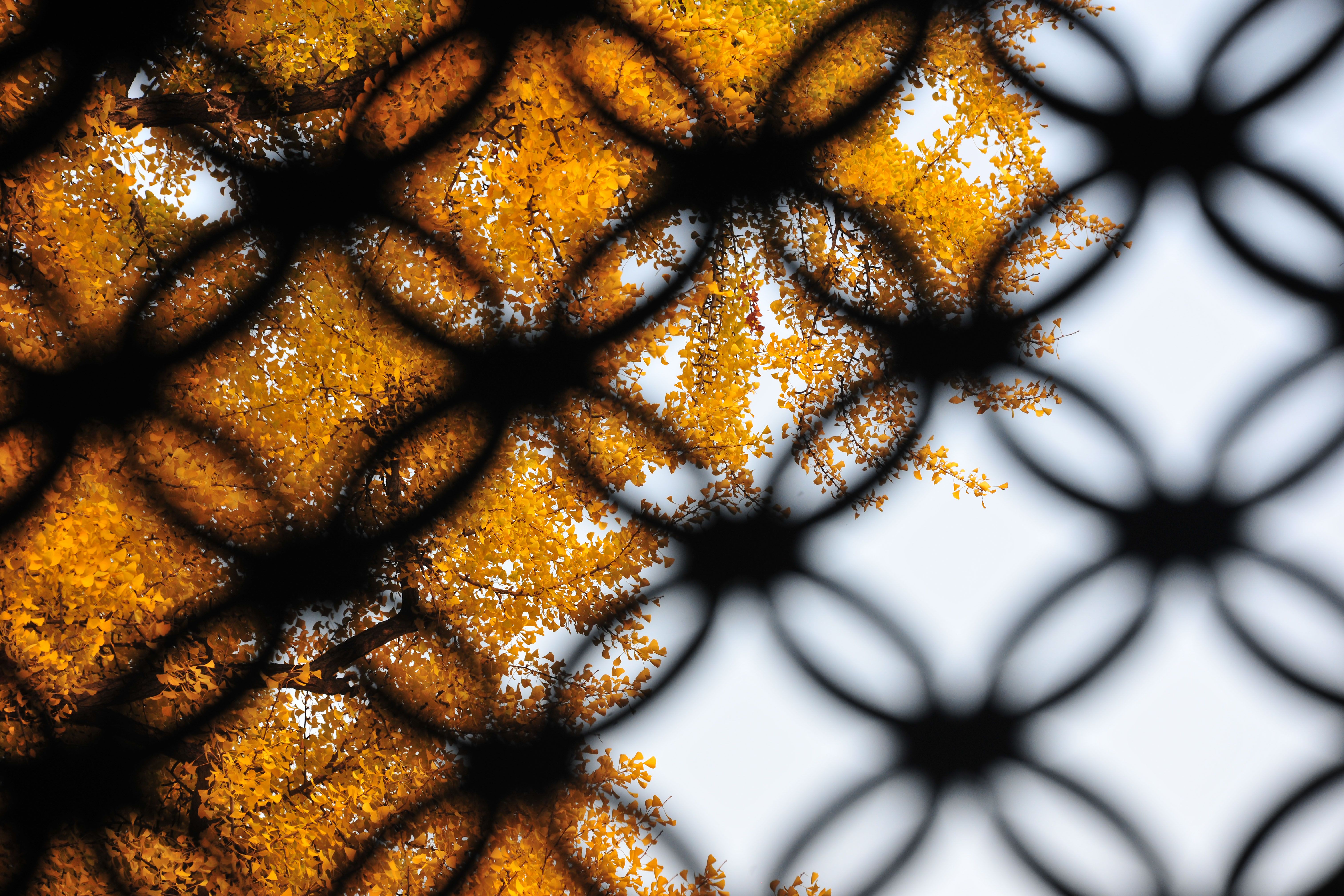 窗外秋色-辛广宇