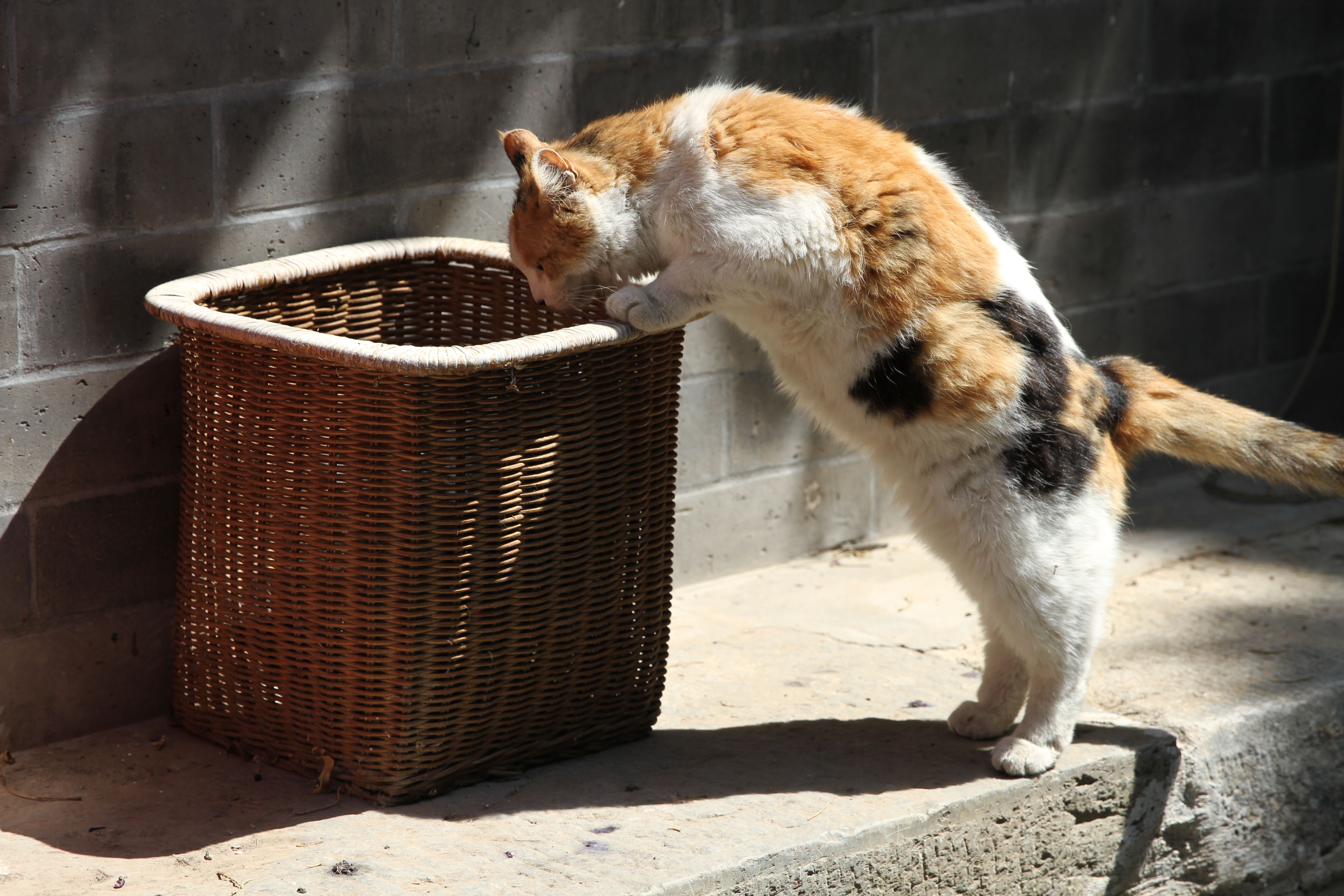 4c500aa1ca54a2fd1c73b43b5d417ecd