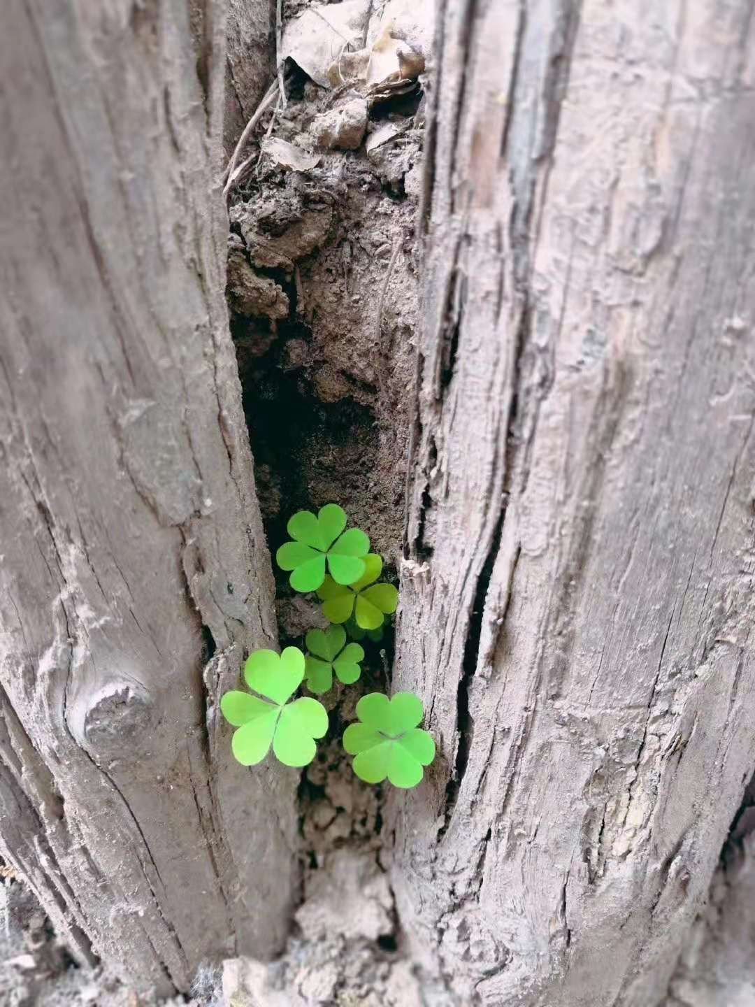 8fbff87d7afba0060ff53e02de8d96a