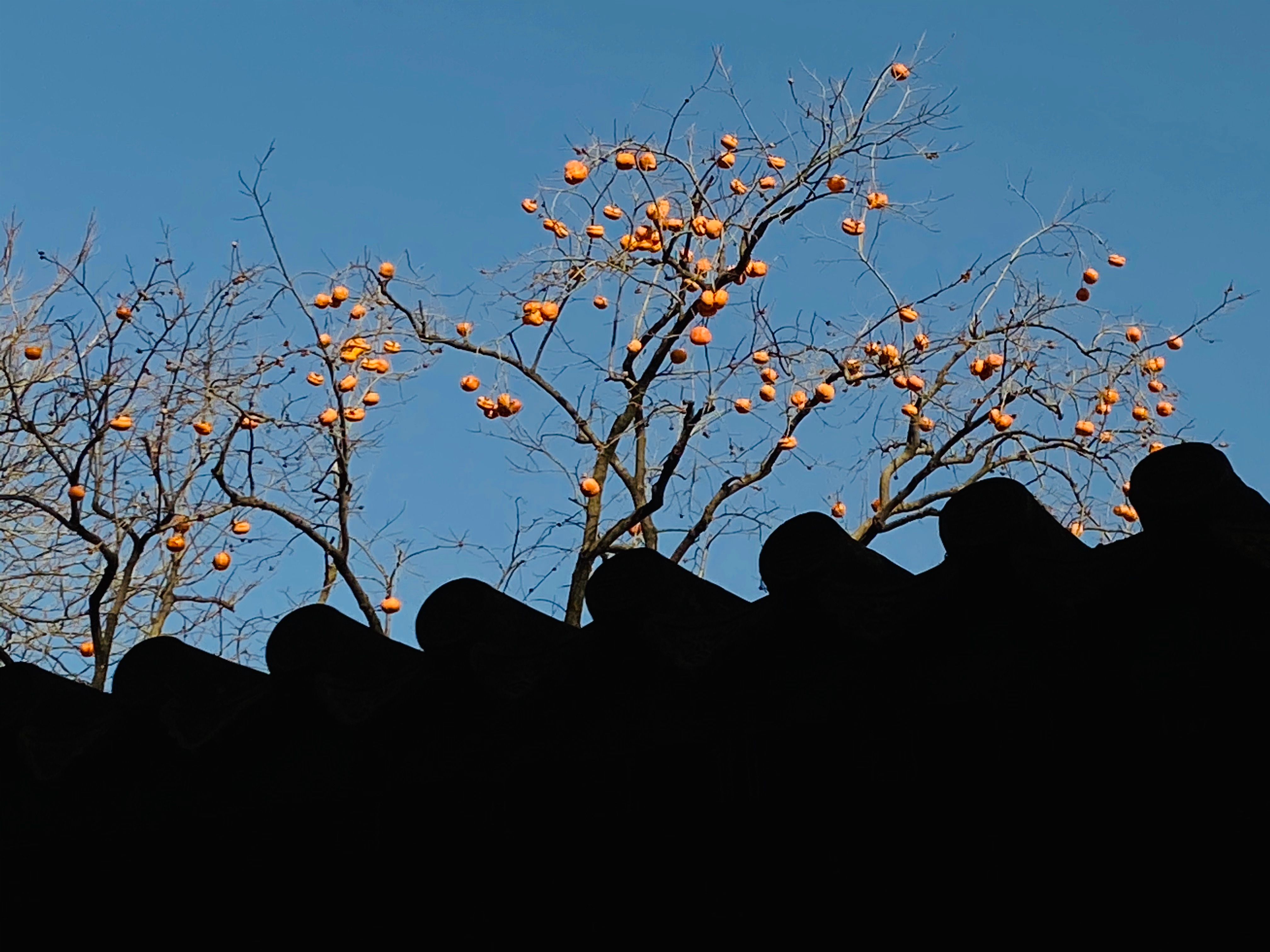 IMG_0498(20201107-230246)