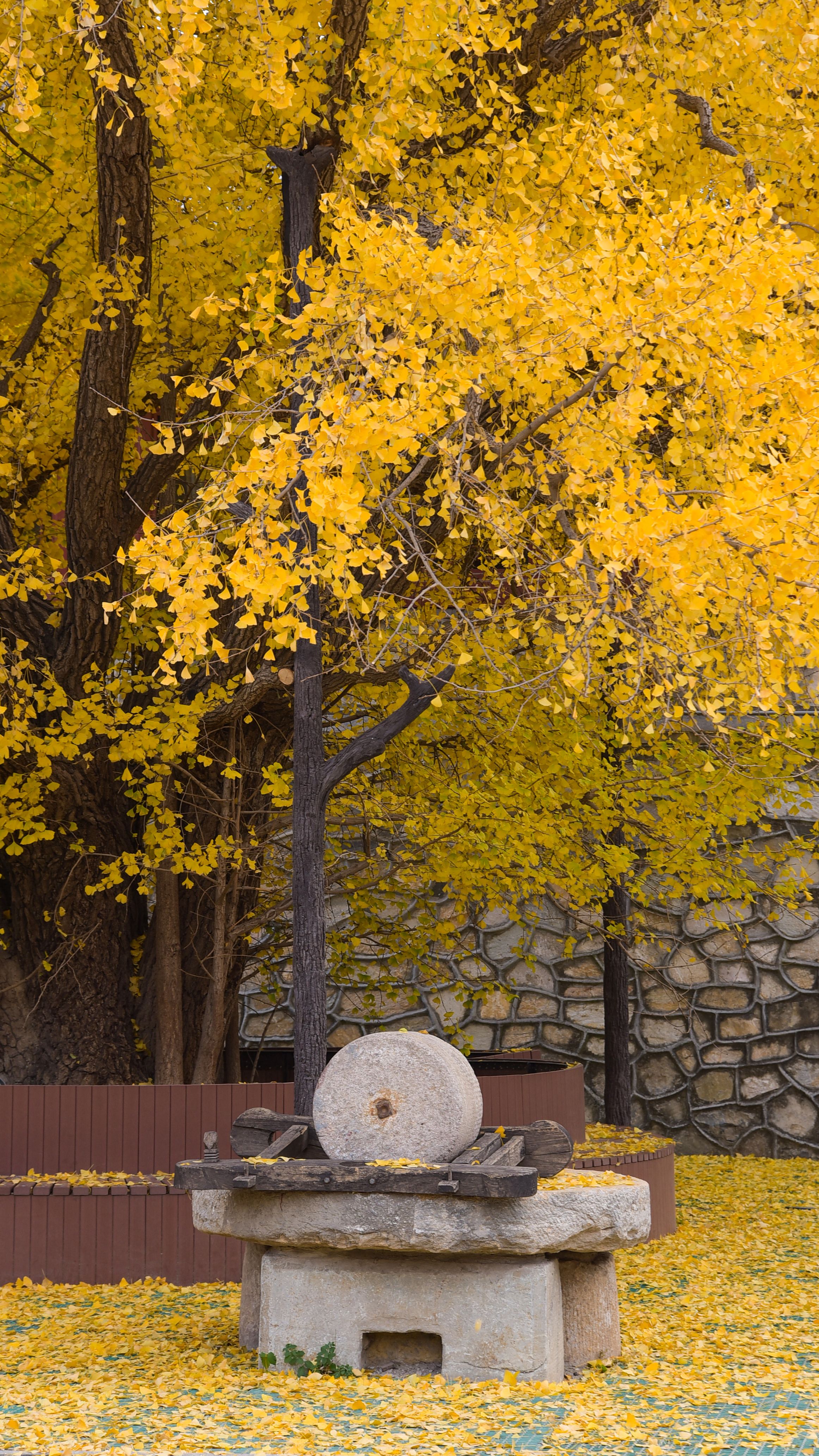 阿柿2018年大觉寺秋 (4)
