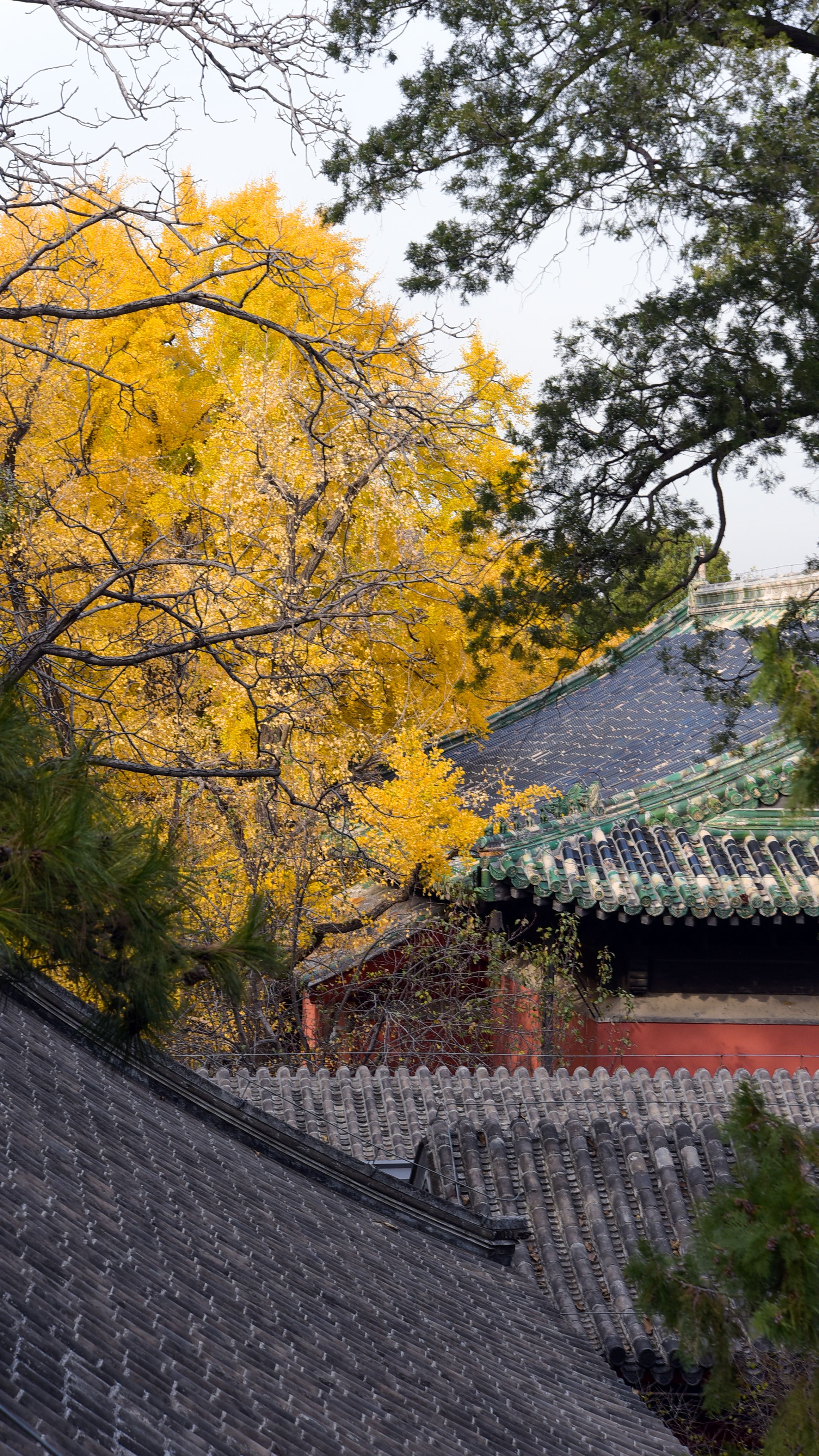 阿柿2018年大觉寺秋 (5)