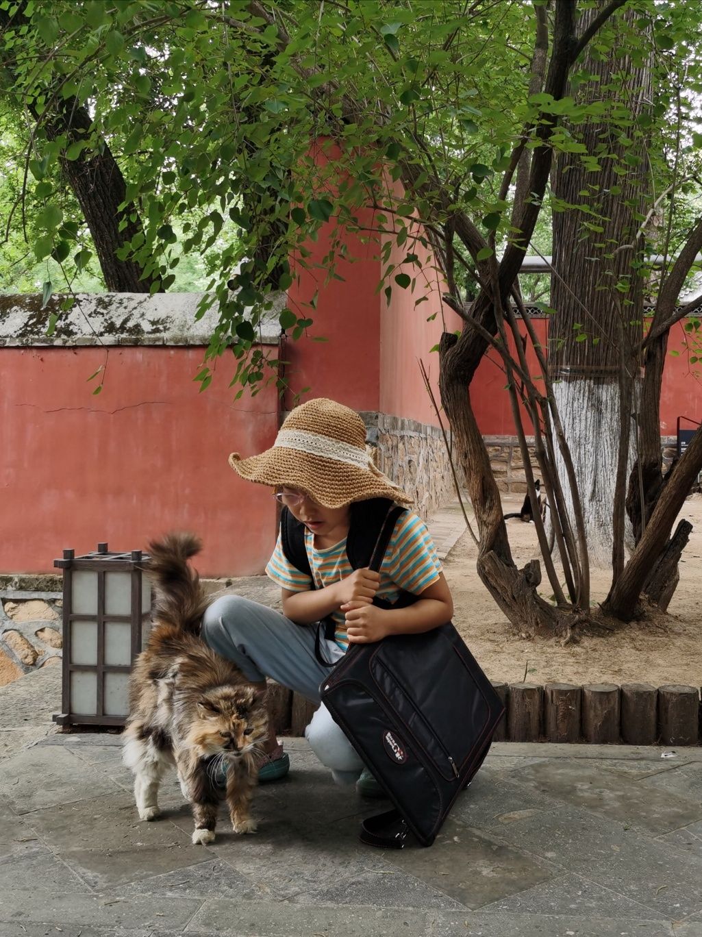 热情的小三花猫