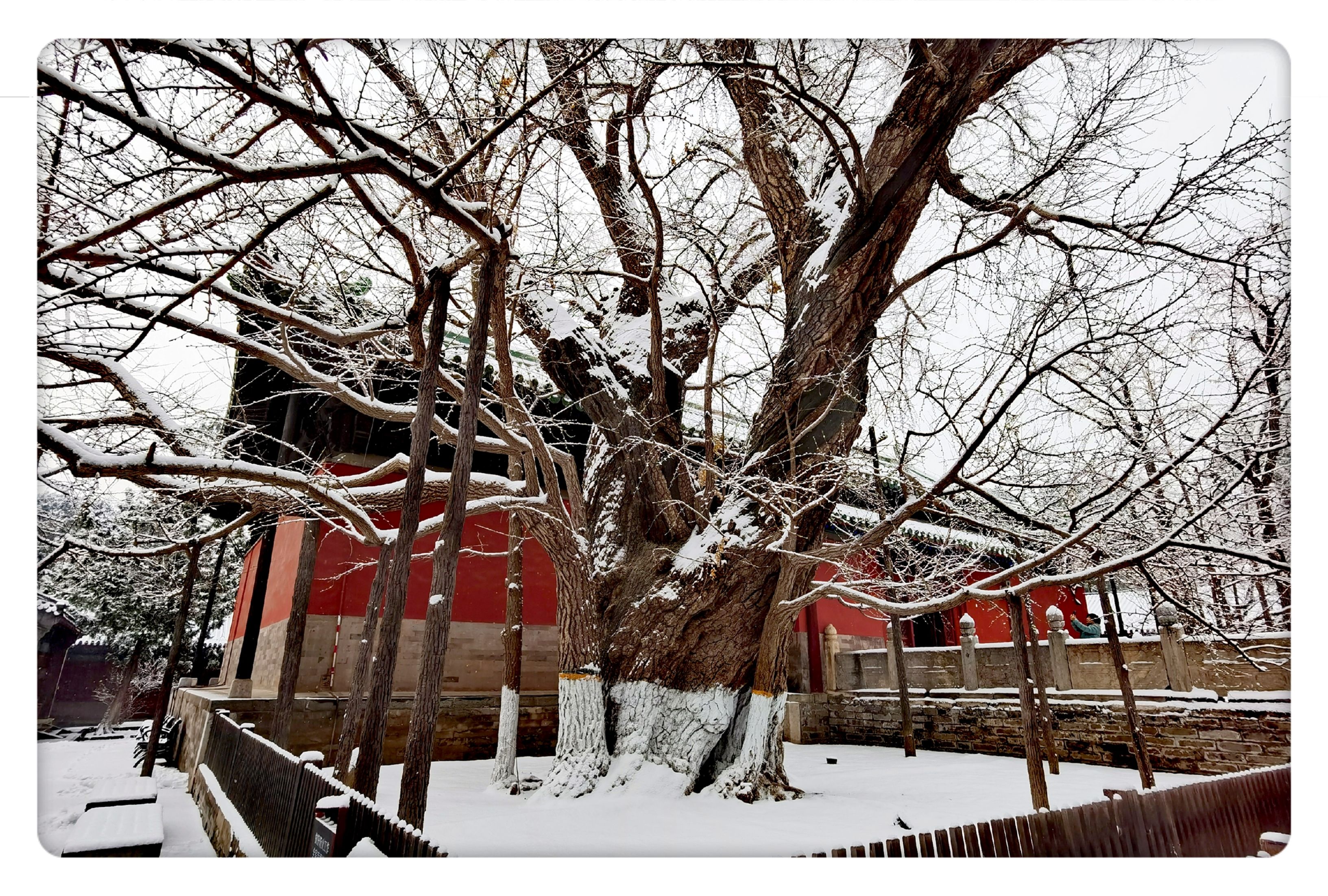 5 大觉寺千年银杏树